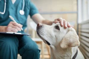 6 Popular Symptoms Of Too Much Insulin In Dogs Must Know