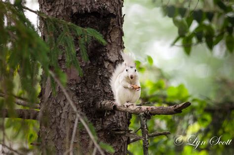 White Squirrel, Nature, Landscape, Squirrel, Wildlife, Photography, Fine Art, Wall Art, Home ...