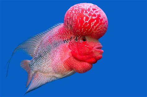 Flowerhorn Cichlid: Care Guide, Breeding, Tank Size & Disease