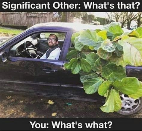 Plant Memes For People Who Would Rather Be Gardening | Plant jokes, Gardening memes, Gardening humor