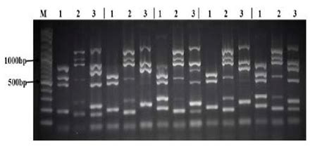 Molecular identification of virulence genes of different Salmonella... | Download Scientific Diagram