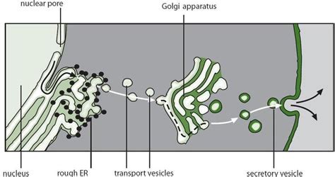 Topic 1.4 Membrane Transport - AMAZING WORLD OF SCIENCE WITH MR. GREEN