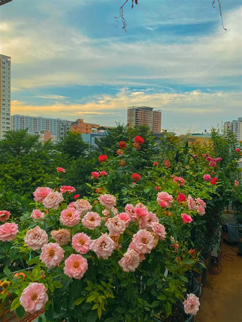 Chia sẻ hơn 66 về hình ảnh vườn hoa hồng hay nhất - cdgdbentre.edu.vn