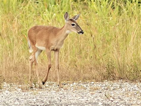 White-tailed Deer yearling fawn 01- 20191001 | Images from m… | Flickr