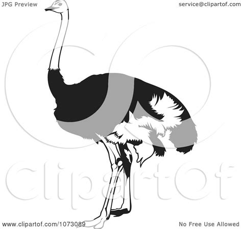 Clipart Black And White Emu Bird - Royalty Free Vector Illustration by ...