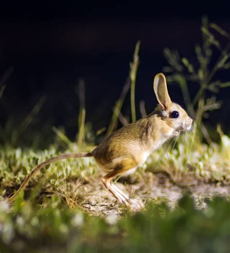 15 Joyful Jerboa Facts - Fact Animal