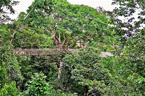 Canopy Walkway and Platform in Amazon Jungle, Peru Photograph by Ruth Hager | Fine Art America