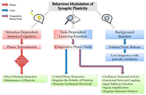 Brain Sciences | Free Full-Text | Neuromodulators and Long-Term Synaptic Plasticity in Learning ...