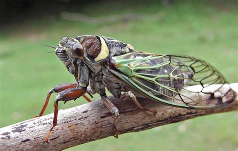 Billions of cicadas have waited 17 years for 2021 – BGR