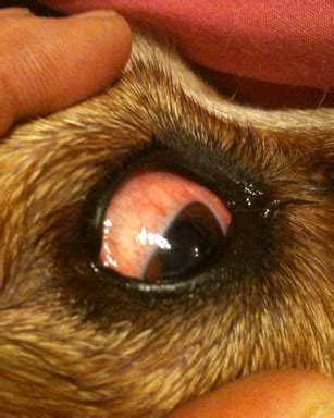 Image result for conjunctivitis in dogs | Dogs