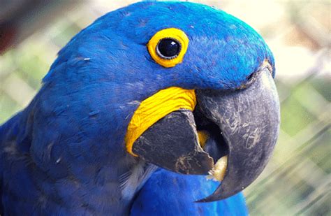 Volunteer in Costa Rica - Macaw Conservation & Wildlife Sanctuary