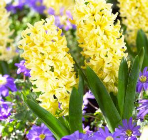 Hyacinth Care Indoors: Your Easy Care Guide - Indoor Plant Center