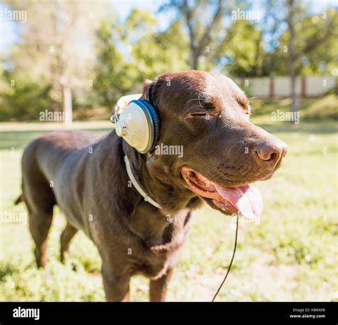 dog listening to music with headphones Stock Photo - Alamy