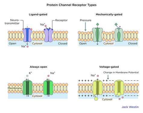 Types Of Gated Channels - Design Talk