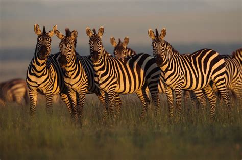 Kenyan Nature Reserve Photography – Fubiz Media