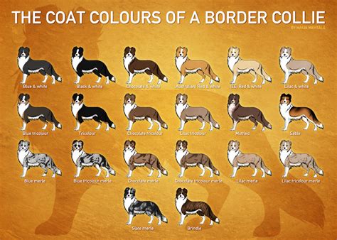 Border collie coat colours by norochan on DeviantArt