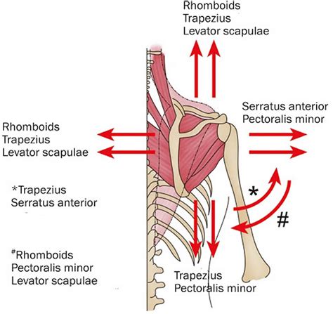 Snapping scapula syndrome causes, symptoms, diagnosis& treatment