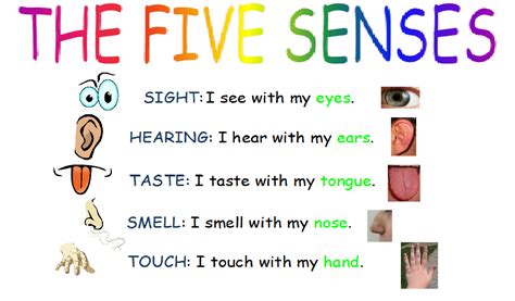 My Five Senses Worksheet | Search Results | Calendar 2015