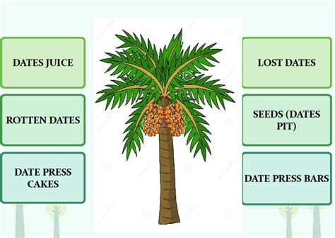 Date palm fruit by-products and wastes | Download Scientific Diagram