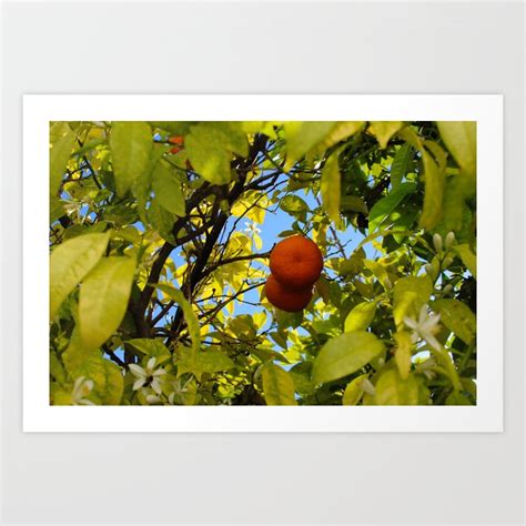 Oranges inside a tree canopy Art Print by Mahir Mesic | Society6