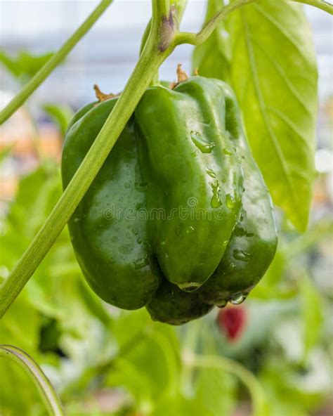 Green Pepper on the Plant Ready To Harvest Stock Photo - Image of ...