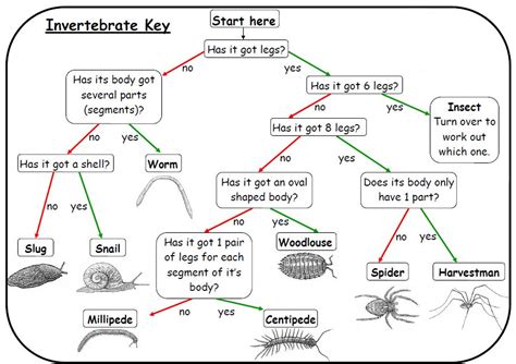 Invertebrates Classification Chart