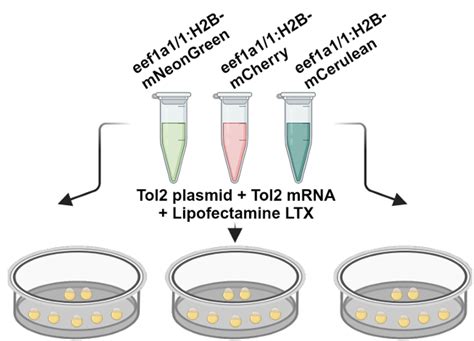 Lipid-Based Transfection of Zebrafish Embryos: A Robust Protocol for Nucleic Acid Delivery ...