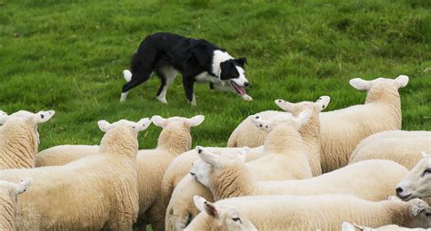 7 types de chiens de travail et les emplois qu'ils exercent