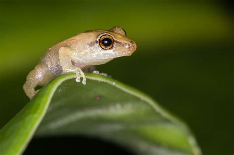 Coqui - Coqui Frog Removal Big Island