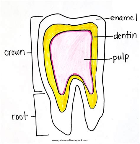 Parts of a Tooth Diagram - Primary Theme Park