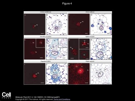 Distribution of Fucosylated Xyloglucans among the Walls of Different Cell Types in ...