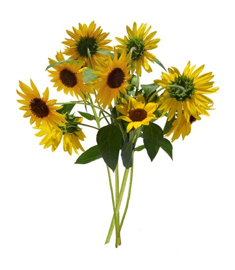 Sunflower Bouquet Png