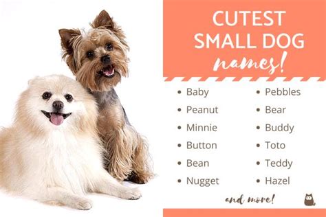 Cutest Names for Small Dogs - Top 100+ Names!