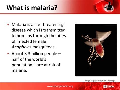 PPT - Malaria Challenge PowerPoint Presentation, free download - ID:5137873