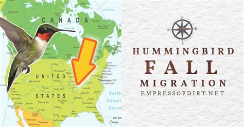 2024 Fall Hummingbird Migration (Canada & United States) — Empress of Dirt