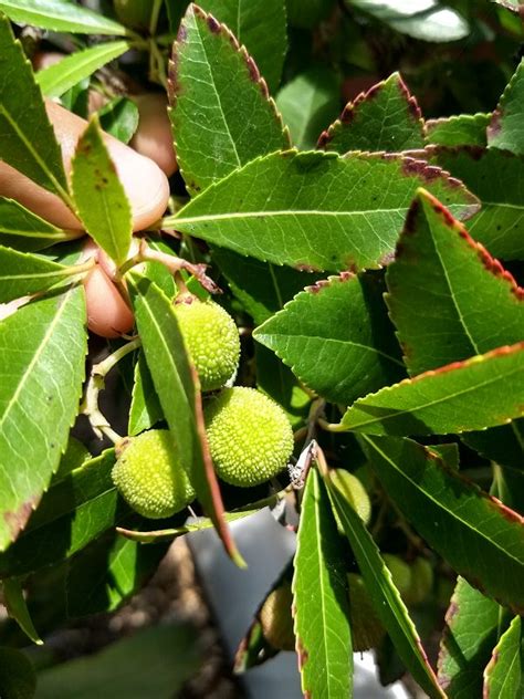 Fruit Tree With Long Leaves | Fruit Trees