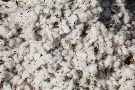 Close up of seed cotton with debris; England, Arkansas, United States ...