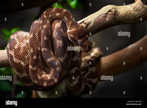 Rough-scaled python, Morelia carinata, snake in the forest habitat ...