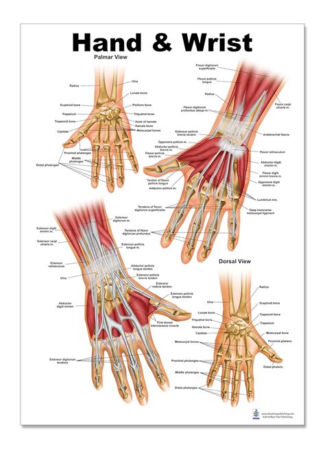 Hand Wrist Anatomy Diagram