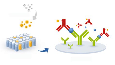 Sandwich ELISA development - ProteoGenix