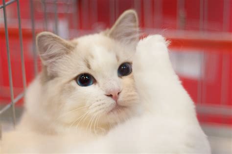 See the Cutest Cat Breeds as Kittens | Reader's Digest