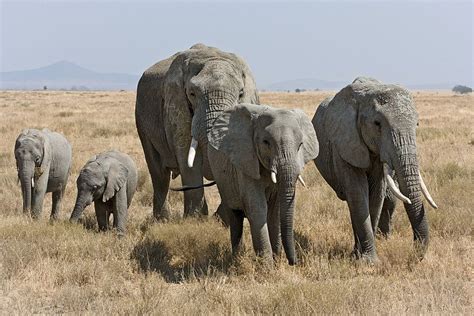 Animals of Ghana: Exploring Wildlife Wonders