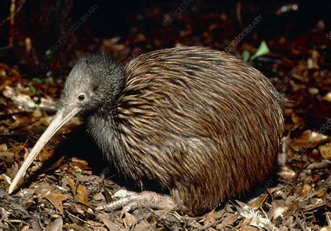 Brown kiwi - Stock Image - Z804/0020 - Science Photo Library