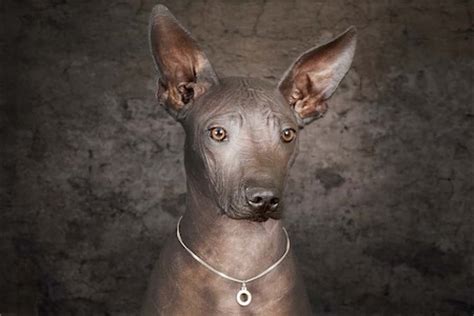 Xoloitzcuintli [Ultimate Guide: Personality, Trainability & More]