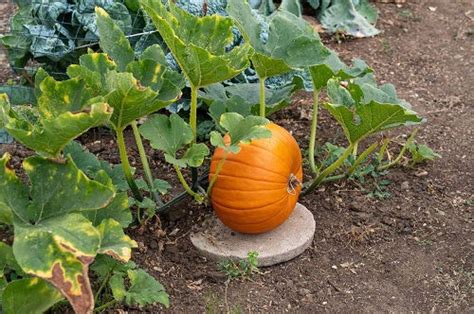 What Does a Pumpkin Plant Look Like | Pumpkin Leaves Identification