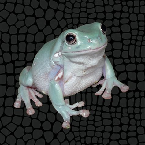 Husbandry Handbook: White’s Tree Frog - Litoria caerulea