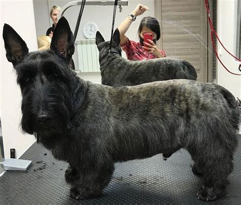 14 best scottish terrier haircuts for dog lovers – Artofit