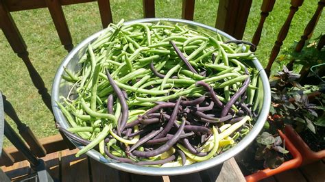 How to Harvest & Freeze Green Beans - Homestead How-To