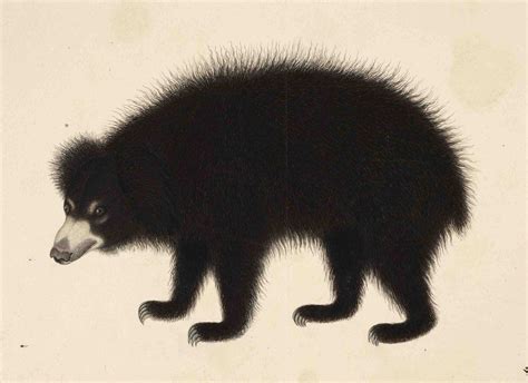 niramish: “A fuzzy sloth bear by Haludar. Calcutta, 1808. ” | Sloth bear, History drawings ...