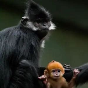 François' Langur - Facts, Diet, Habitat & Pictures on Animalia.bio